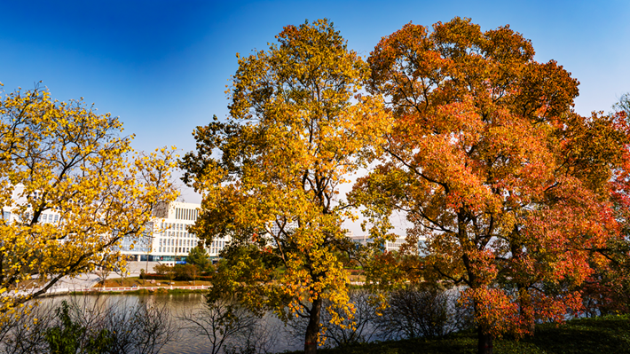 錦繡斑斕醉秋光