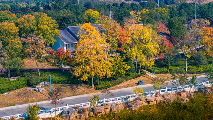 錦繡斑斕醉秋光