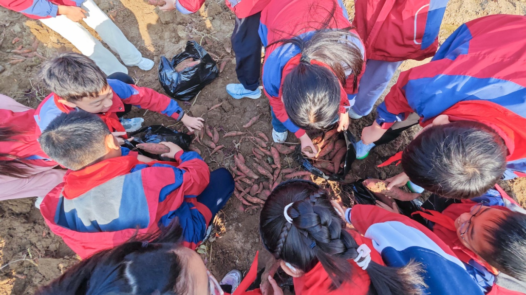  駐馬店實(shí)驗(yàn)小學(xué)：田間挖薯趣無(wú)窮 勞動(dòng)實(shí)踐樂(lè)融融