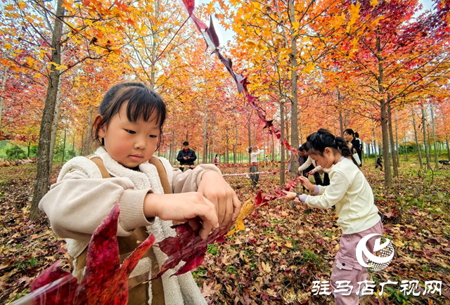 楓林深處歌聲揚 駐馬店&ldquo;文藝輕騎兵&rdquo;走進板橋千畝楓香林