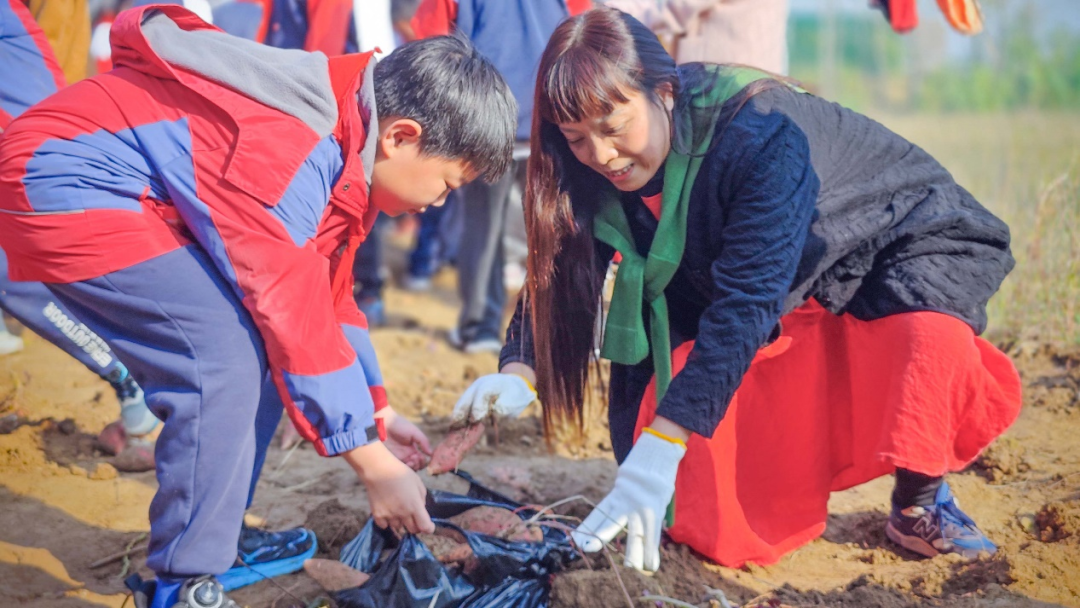  駐馬店實(shí)驗(yàn)小學(xué)：田間挖薯趣無(wú)窮 勞動(dòng)實(shí)踐樂(lè)融融