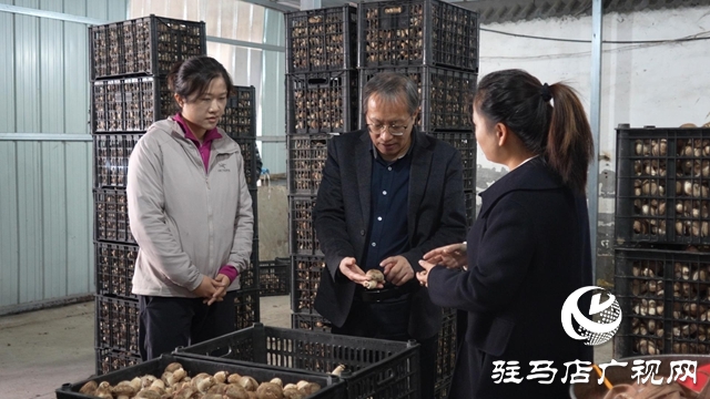 新華社河南分社到泌陽(yáng)縣調(diào)研采訪夏南牛、食用菌和電子信息三大重點(diǎn)產(chǎn)業(yè)