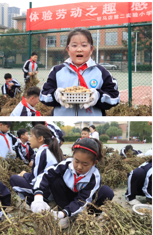  駐馬店第二實(shí)驗(yàn)小學(xué)開展“落花生?悟成長”秋日豐收實(shí)踐活動
