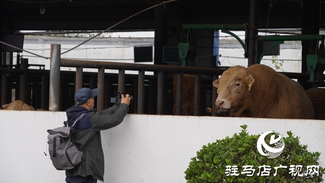 新華社河南分社到泌陽(yáng)縣調(diào)研采訪夏南牛、食用菌和電子信息三大重點(diǎn)產(chǎn)業(yè)