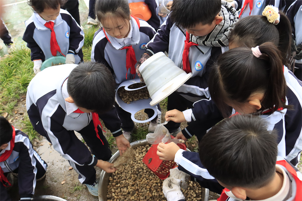  駐馬店第二實(shí)驗(yàn)小學(xué)開展“落花生?悟成長”秋日豐收實(shí)踐活動