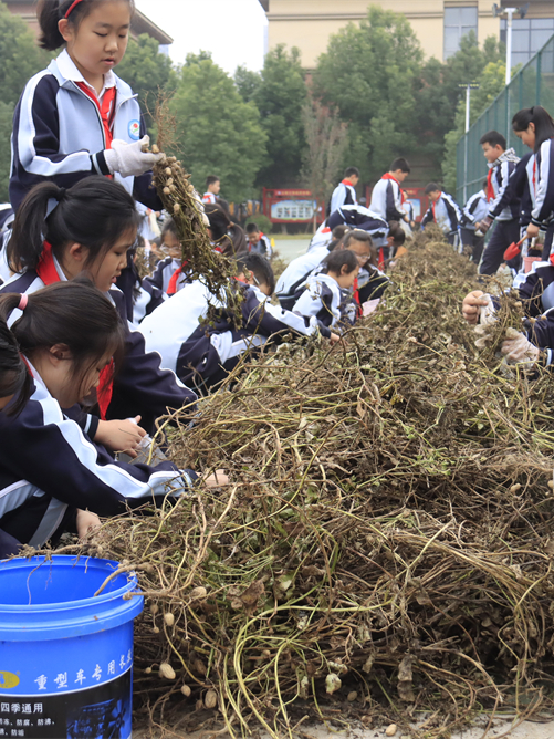  駐馬店第二實(shí)驗(yàn)小學(xué)開展“落花生?悟成長”秋日豐收實(shí)踐活動
