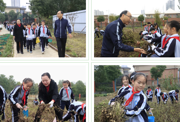  駐馬店第二實(shí)驗(yàn)小學(xué)開展“落花生?悟成長”秋日豐收實(shí)踐活動