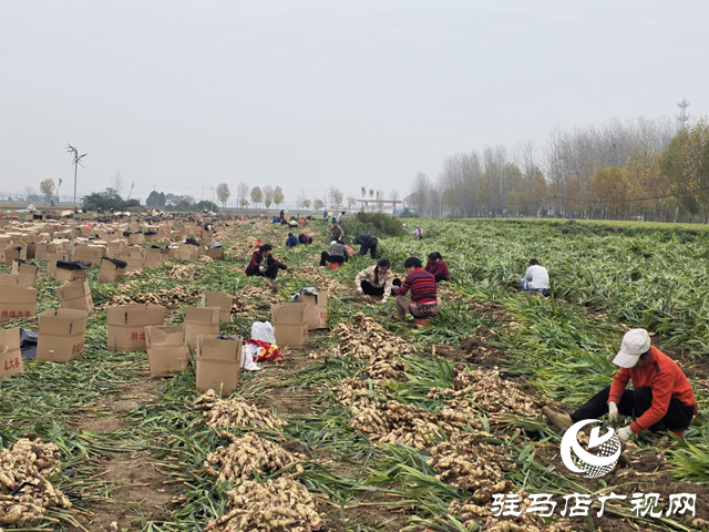 平輿樂耕農(nóng)業(yè):全力搶收保歸倉 智能冷庫解農(nóng)憂