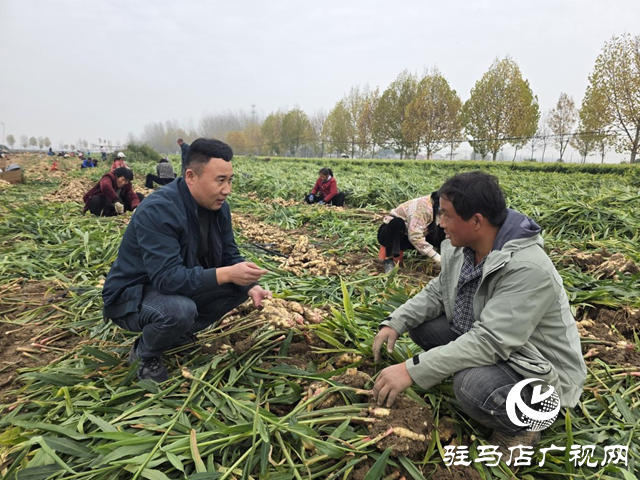 平輿樂耕農(nóng)業(yè):全力搶收保歸倉 智能冷庫解農(nóng)憂