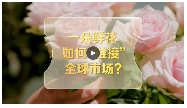 改革者 正青春｜一朵鮮花如何“鏈接”全球市場(chǎng)？