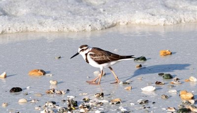 三部門發(fā)布涉鳥類保護(hù)刑事典型案例