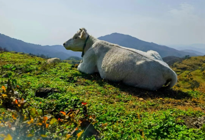 縣區(qū)動(dòng)態(tài) | 探秘白云山 “云上公路”，邂逅天中最美風(fēng)光