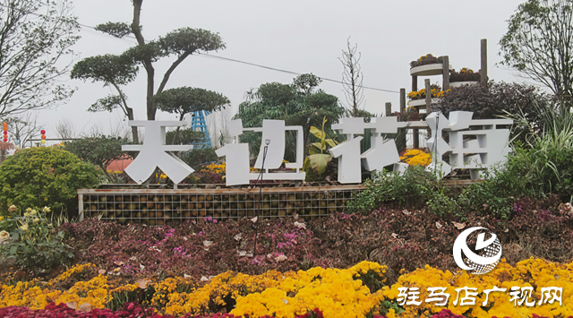 【大美天中】駐馬店天邊花海逆勢(shì)綻放 寒冬里藏著“春日盛景”