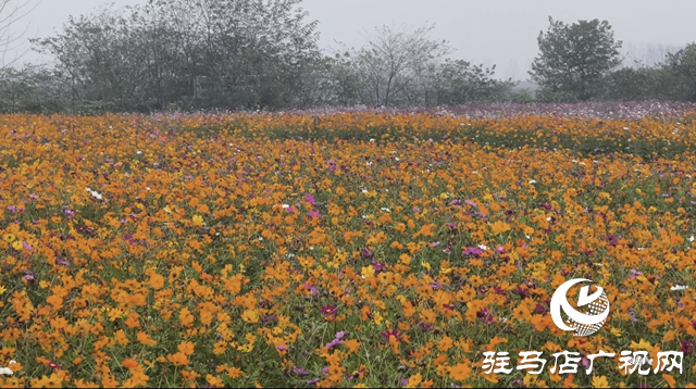 【大美天中】駐馬店天邊花海逆勢(shì)綻放 寒冬里藏著“春日盛景”