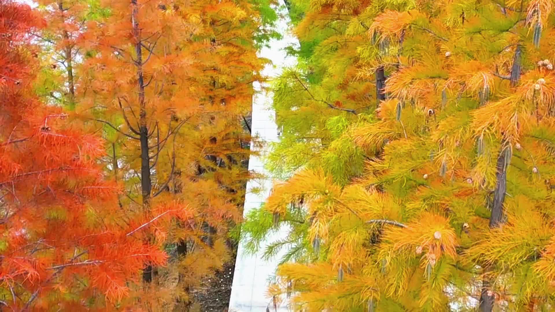 【大美天中】驛城冬韻 練江如畫