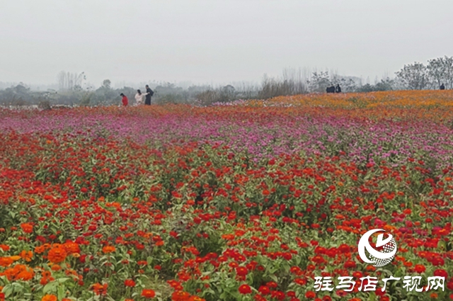 【大美天中】駐馬店天邊花海逆勢(shì)綻放 寒冬里藏著“春日盛景”