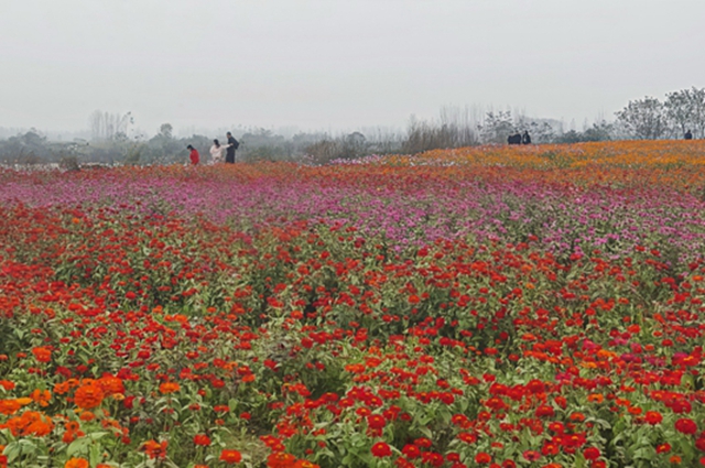 【大美天中】駐馬店天邊花海逆勢綻放 寒冬里藏著“春日盛景”