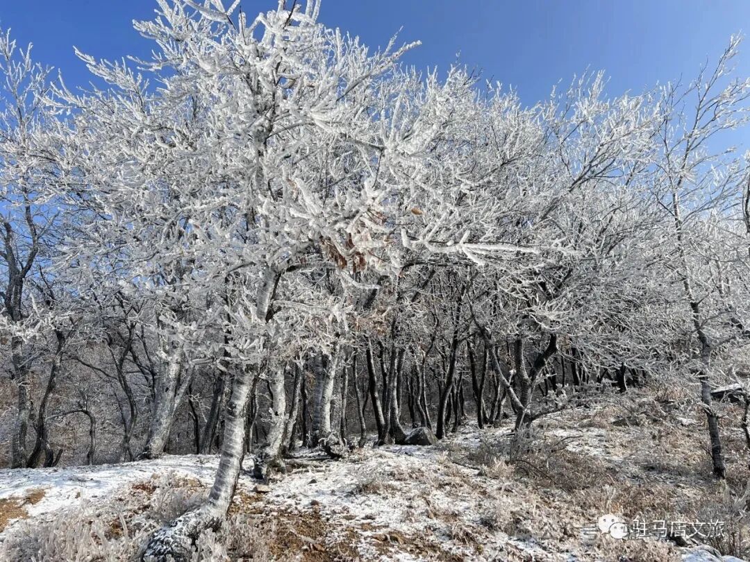 雪落天中！駐馬店初雪刷屏~這些絕美雪景，你都去看過嗎