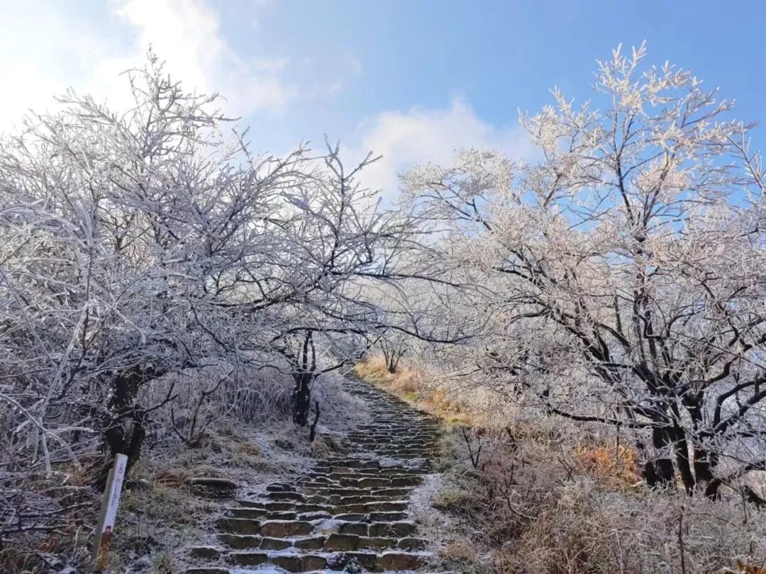 雪落天中！駐馬店初雪刷屏~這些絕美雪景，你都去看過嗎