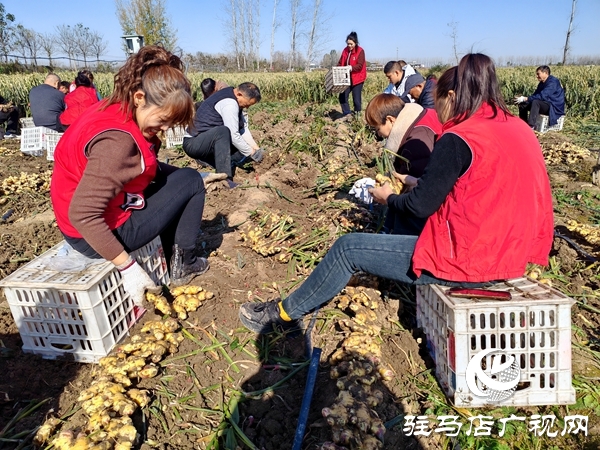 供聚農(nóng)心 銷連萬家 駐馬店新時尚火龍果超市聯(lián)合平輿新時尚超市愛心助農(nóng)解滯銷難題