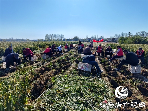 供聚農(nóng)心 銷連萬家 駐馬店新時尚火龍果超市聯(lián)合平輿新時尚超市愛心助農(nóng)解滯銷難題