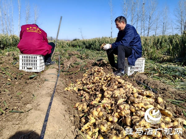 供聚農(nóng)心 銷連萬家 駐馬店新時尚火龍果超市聯(lián)合平輿新時尚超市愛心助農(nóng)解滯銷難題