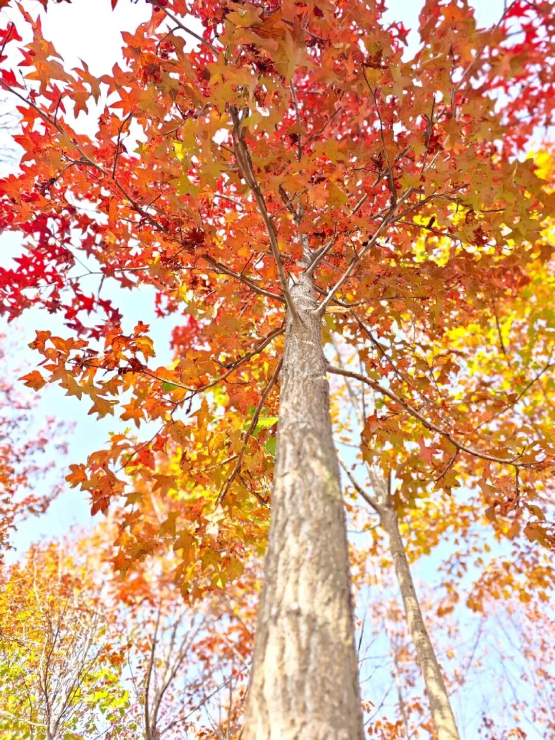 逃離城市計(jì)劃啟動(dòng)→板橋響沖！