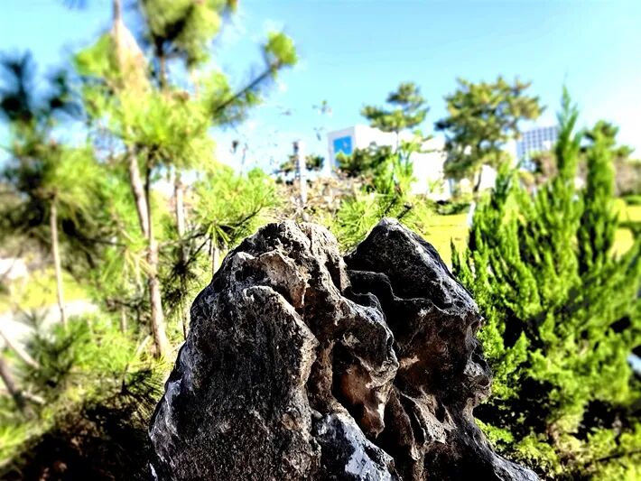 這個公園，初冬景致分外美