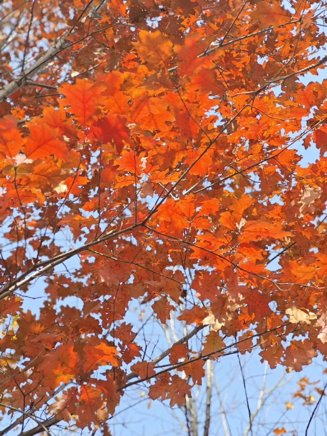 逃離城市計(jì)劃啟動(dòng)→板橋響沖！