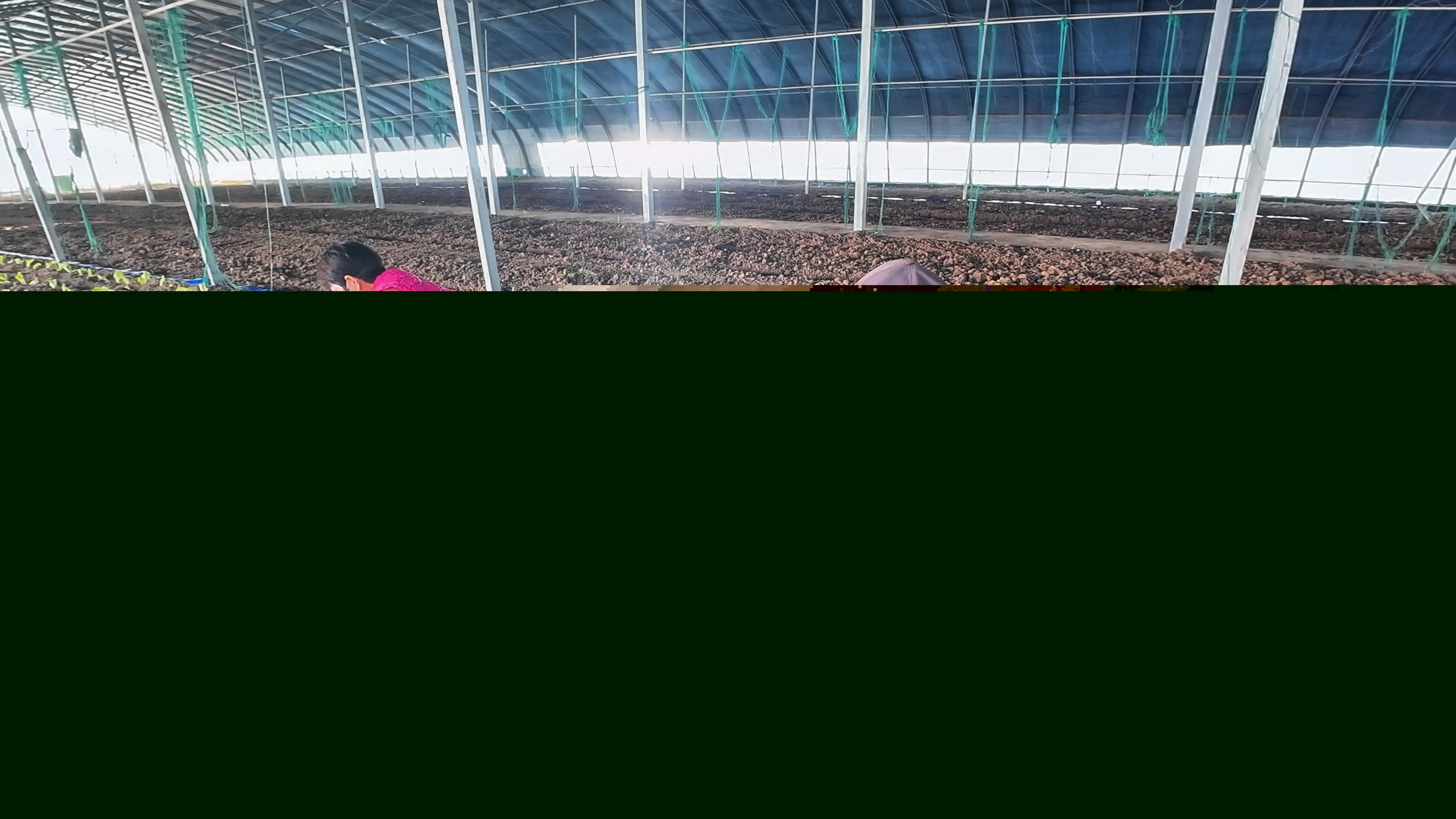 正陽縣熊寨鎮(zhèn)王樓村：訂單農(nóng)業(yè)穩(wěn)產(chǎn)保供?賦能鄉(xiāng)村振興