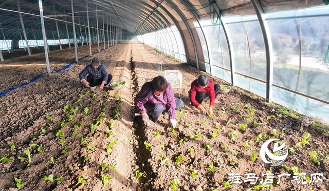 正陽縣熊寨鎮(zhèn)王樓村：“訂單農業(yè)”穩(wěn)產保供 激活鄉(xiāng)村振興新動能