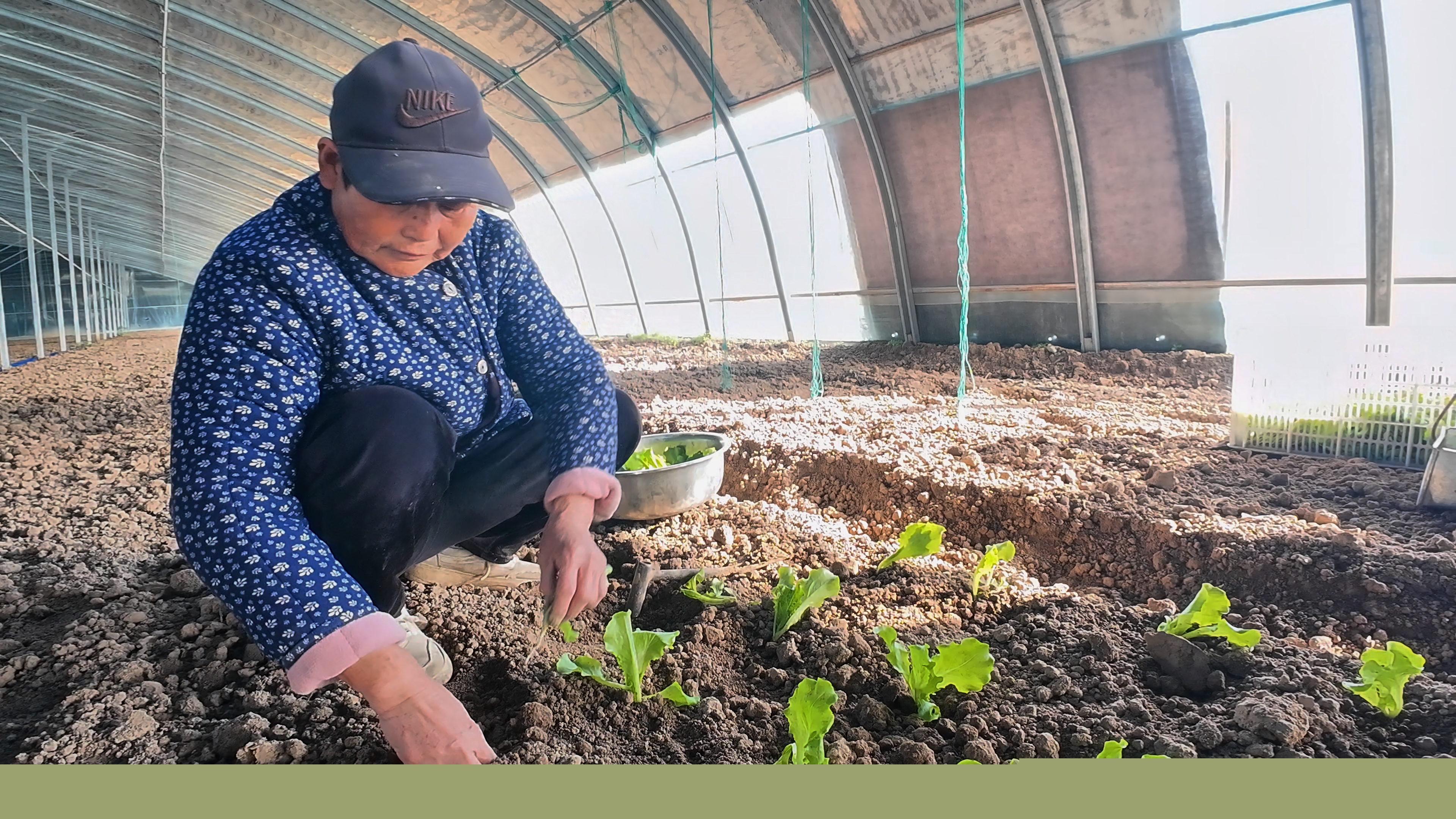 正陽縣熊寨鎮(zhèn)王樓村：訂單農(nóng)業(yè)穩(wěn)產(chǎn)保供?賦能鄉(xiāng)村振興
