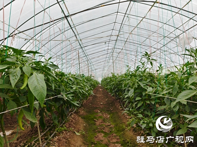 泌陽縣郭集鎮(zhèn)：大棚織就綠富美 產(chǎn)業(yè)賦能鄉(xiāng)村興