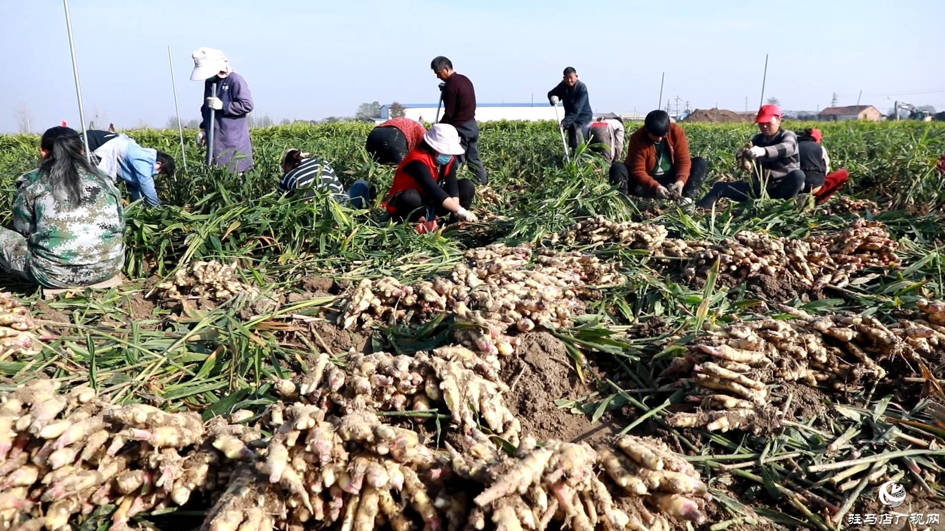 正陽慎水鄉(xiāng)：小生姜撐起致富路 特色種植富鄉(xiāng)鄰