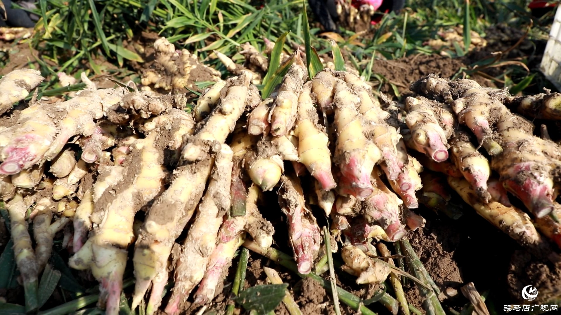 正陽慎水鄉(xiāng):小生姜撐起致富路 特色種植富鄉(xiāng)鄰