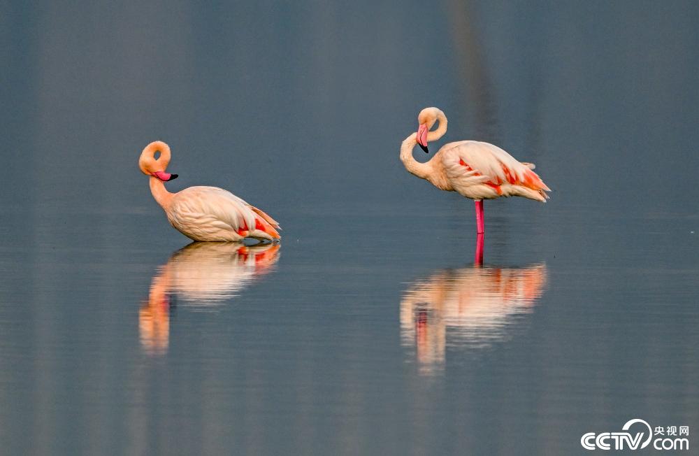 山西運城：火烈鳥在鹽湖濕地棲息