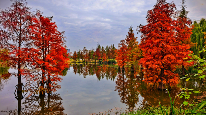 縣區(qū)動(dòng)態(tài)｜水杉披“紅裝” 晴光暖玉湖
