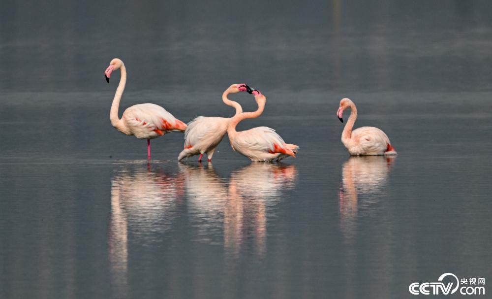山西運城：火烈鳥在鹽湖濕地棲息