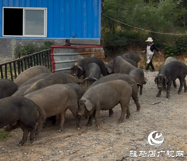 確山黑豬獲2025動(dòng)物福利養(yǎng)殖金豬獎(jiǎng)