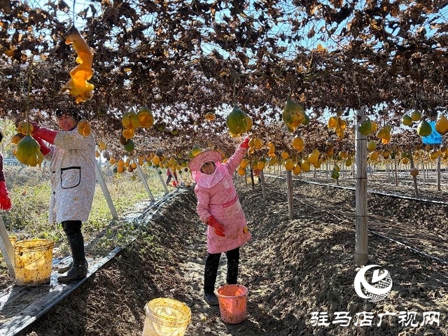 新蔡縣陳店鎮(zhèn)：瓜蔞喜獲豐收 “金疙瘩”助農(nóng)增收