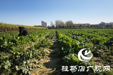 駐馬店周邊農場解鎖冬日親子新體驗