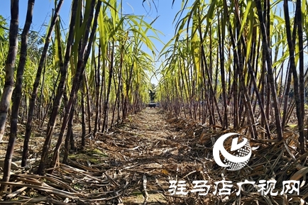 駐馬店周邊農場解鎖冬日親子新體驗