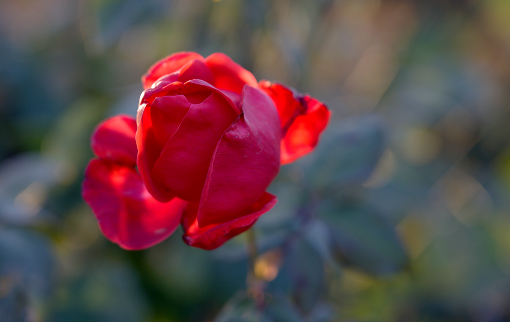 縣區(qū)動態(tài) | 月季迎冬開 繁花送香來