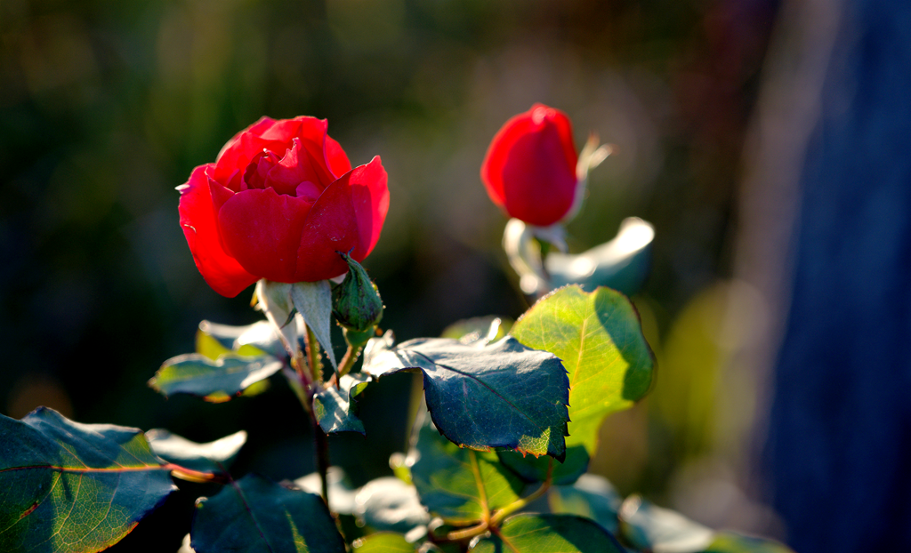 縣區(qū)動態(tài) | 月季迎冬開 繁花送香來