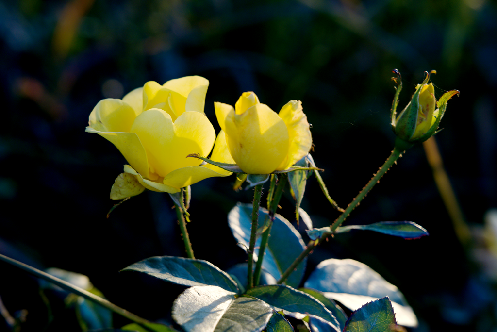 縣區(qū)動態(tài) | 月季迎冬開 繁花送香來