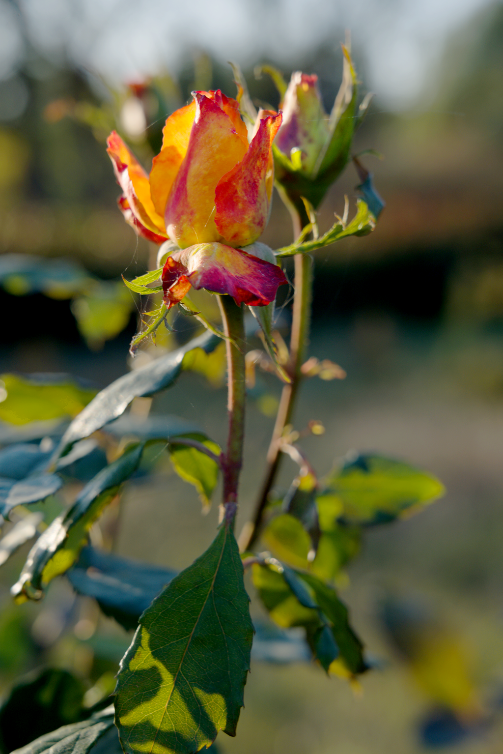 縣區(qū)動態(tài) | 月季迎冬開 繁花送香來