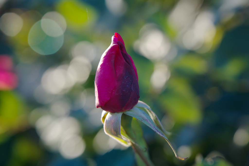 縣區(qū)動態(tài) | 月季迎冬開 繁花送香來