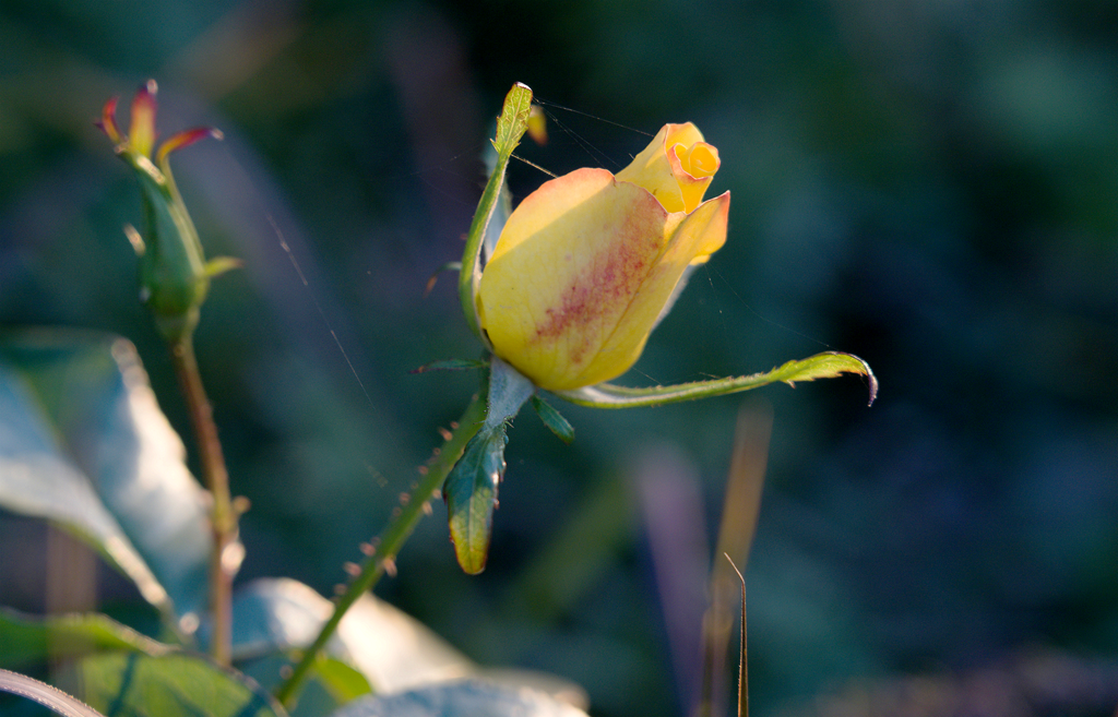縣區(qū)動態(tài) | 月季迎冬開 繁花送香來