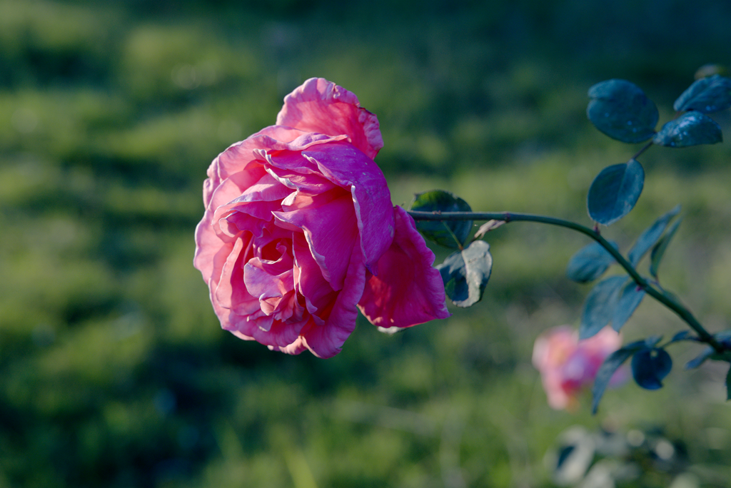 縣區(qū)動態(tài) | 月季迎冬開 繁花送香來