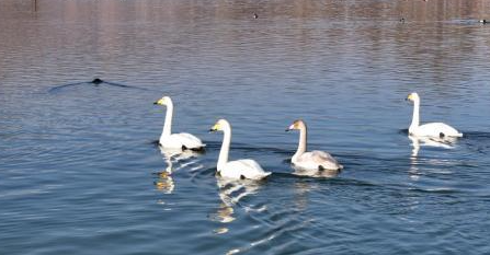 黃河青?；《斡瓉?lái)越冬大天鵝